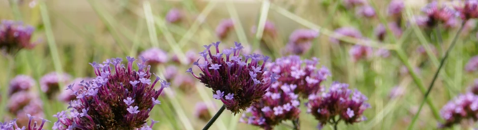 horticulture-amenagement-paysager-jardins et projets-lausanne (8) horticulture-amenagement-paysager-jardins et projets-lausanne (8)